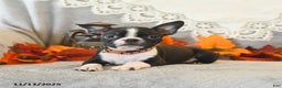 Boston Terrier dogs for sale: Monty - Ad 4