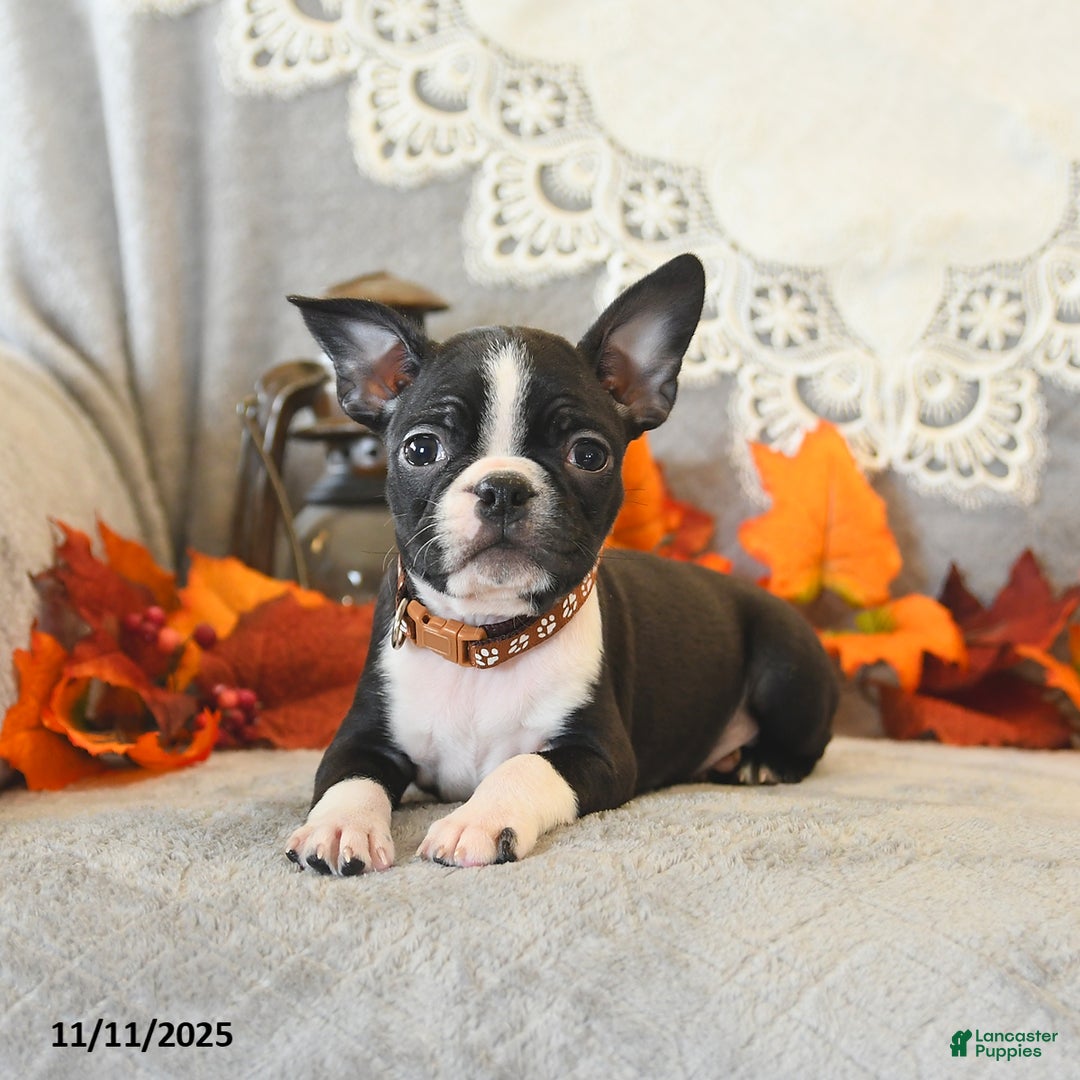 Boston Terrier dogs for sale: Monty - Ad 4