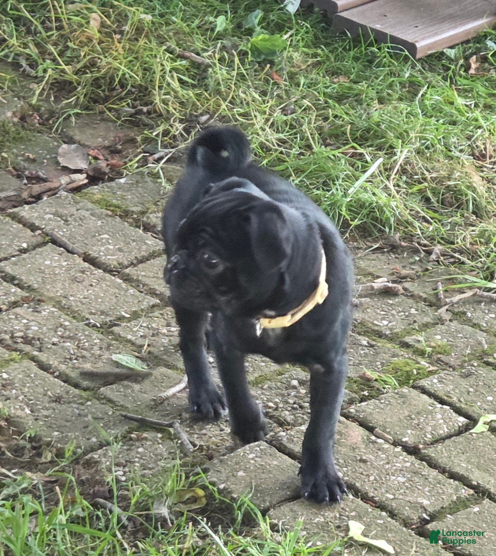 Pug dogs Archie  - Ad 2