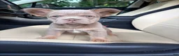 French Bulldog dogs for sale: French Bulldog 5 - Ad 7