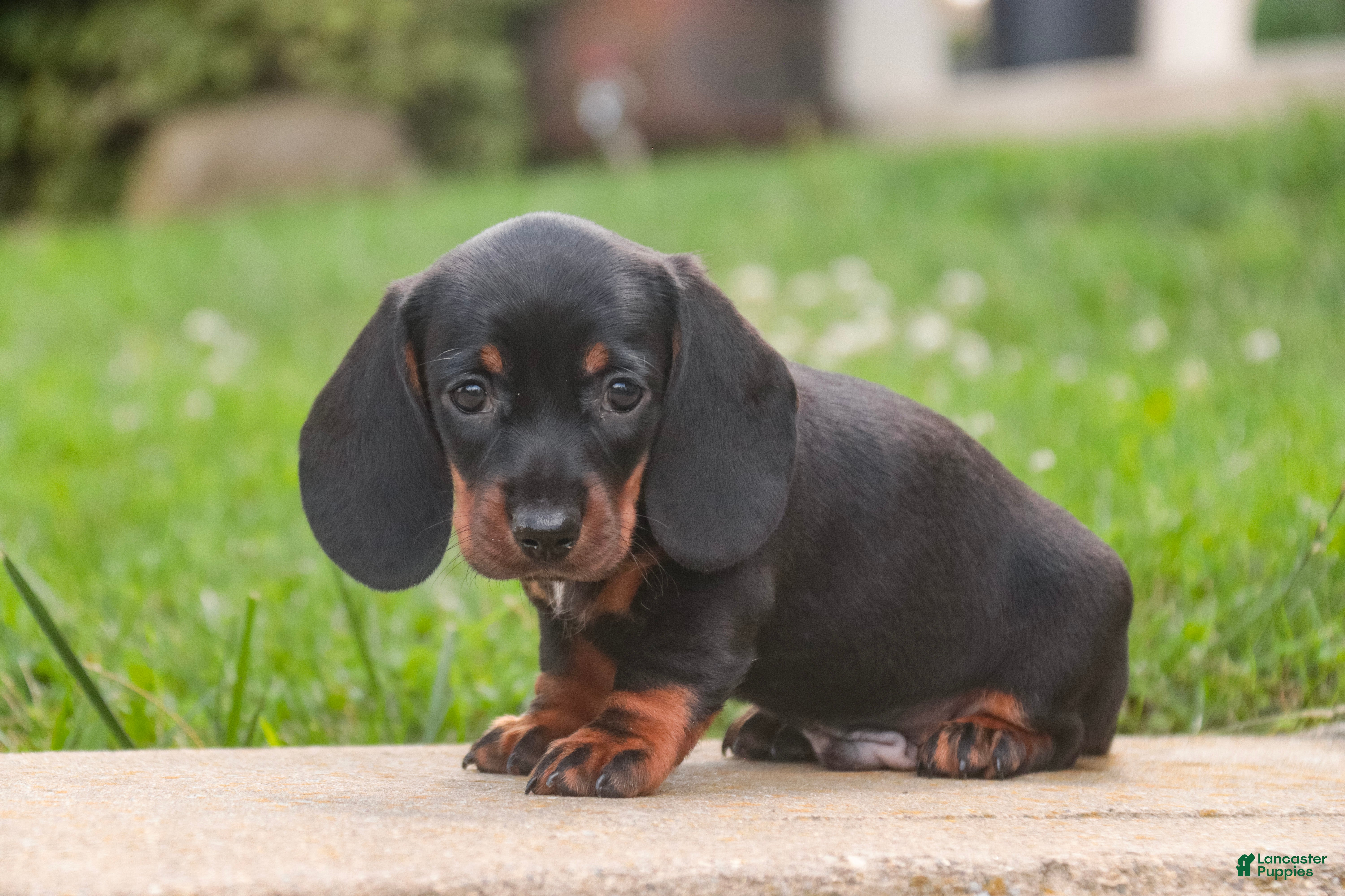 Miniature Dachshund dogs Wyatt Miniature Dachshund  - Ad 2