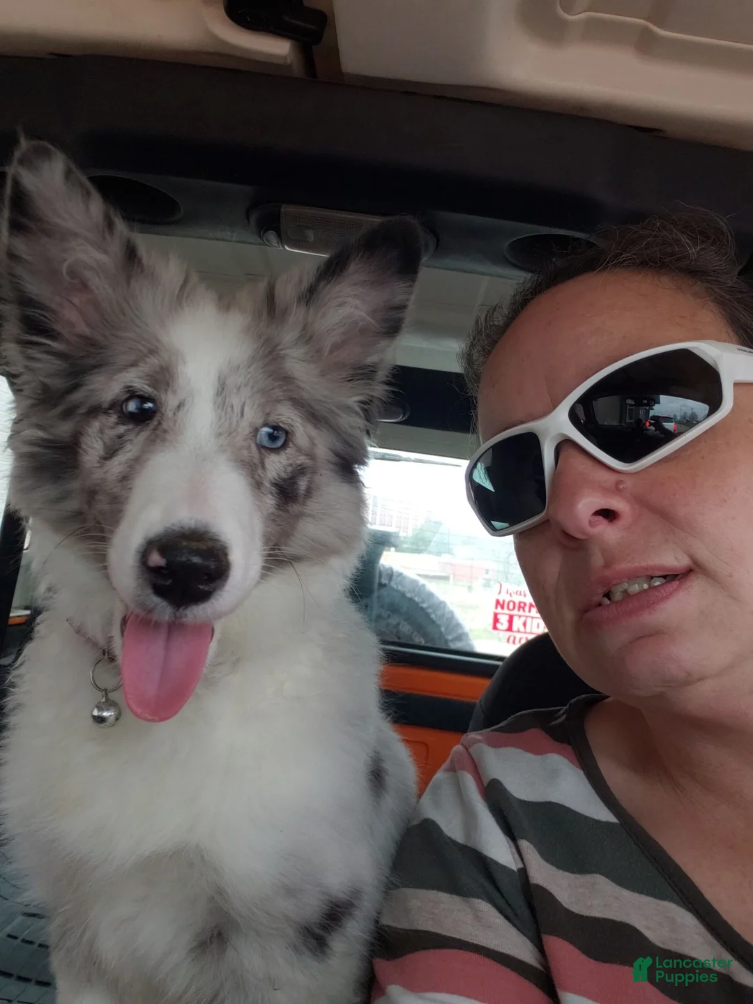 Shetland Sheepdog dogs for sale: Pibbles - Ad 7