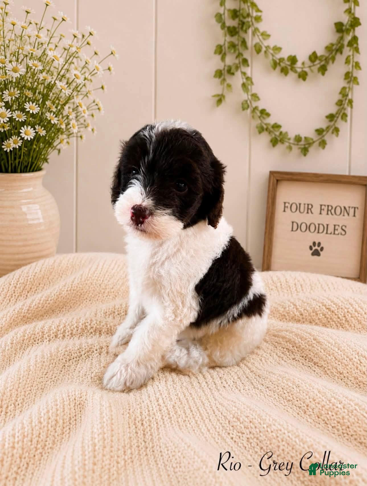 Bernedoodle dogs Bernedoodle 7 - Ad 1