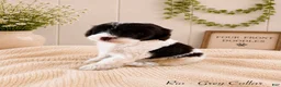 Bernedoodle dogs for sale: Bernedoodle 7 - Ad 1