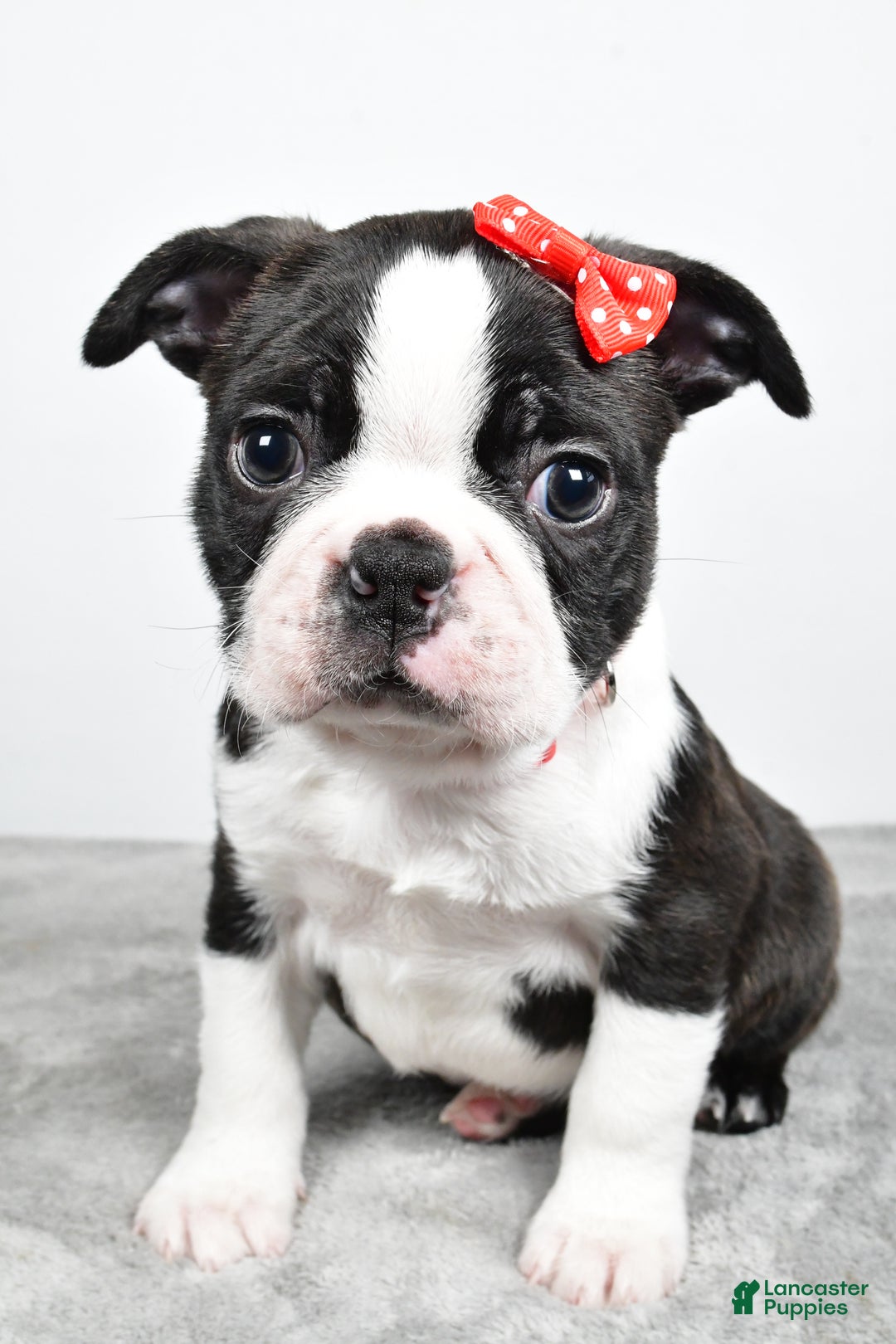 Mixed Breed dogs for sale: Snickers - Ad 8