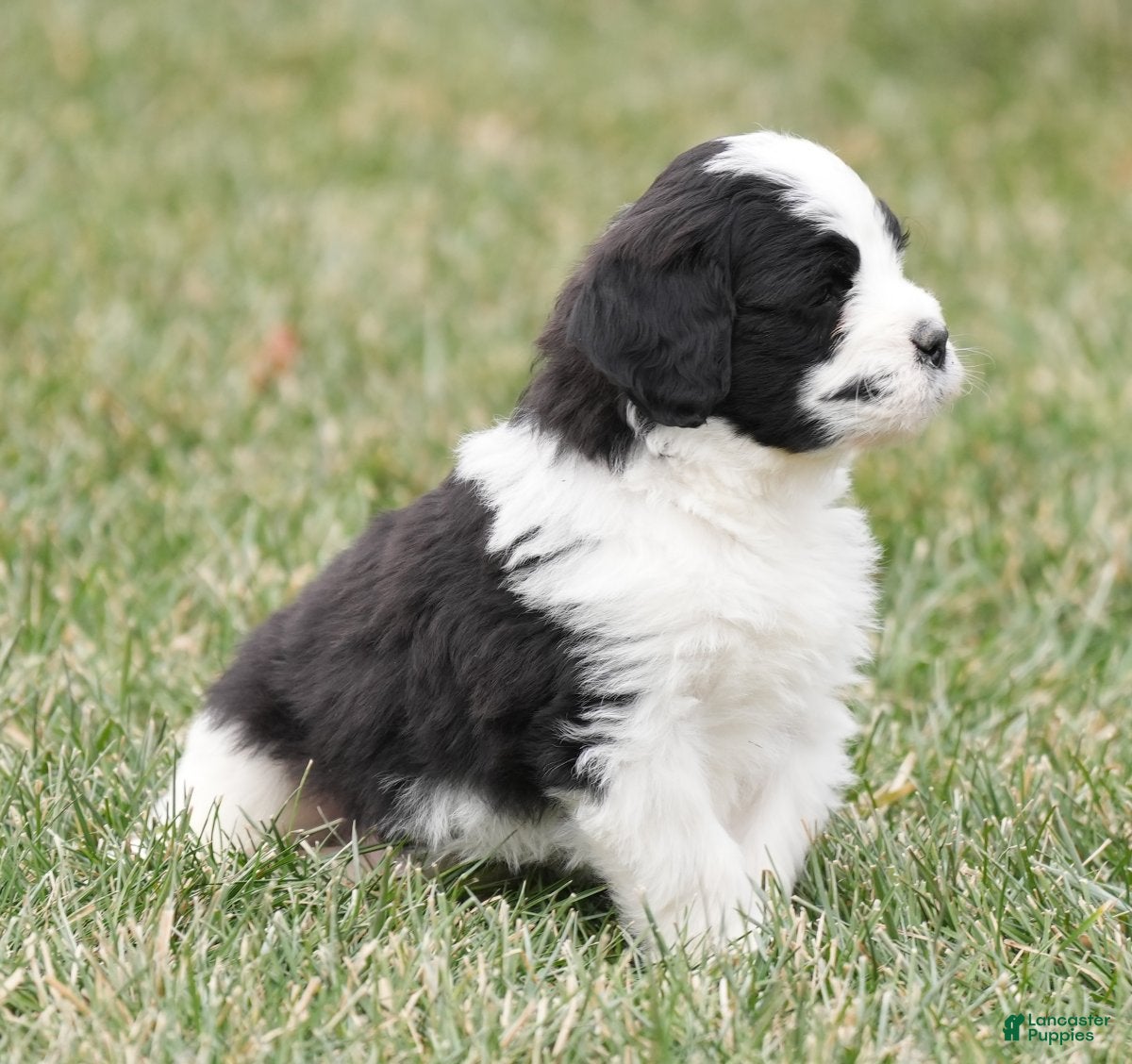 Saint Berdoodles dogs Bear - Ad 9