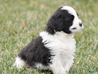 Saint Berdoodles dogs Bear - Ad 9