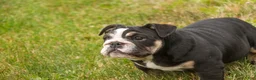 English Bulldog dogs for sale: Amelia - Ad 4