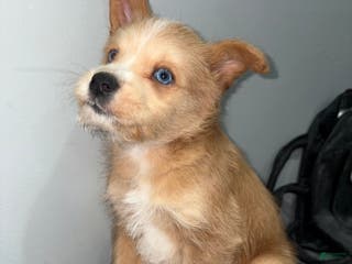 Huskipoo dogs for sale: Huskipoo Puppy 1 - Ad 3