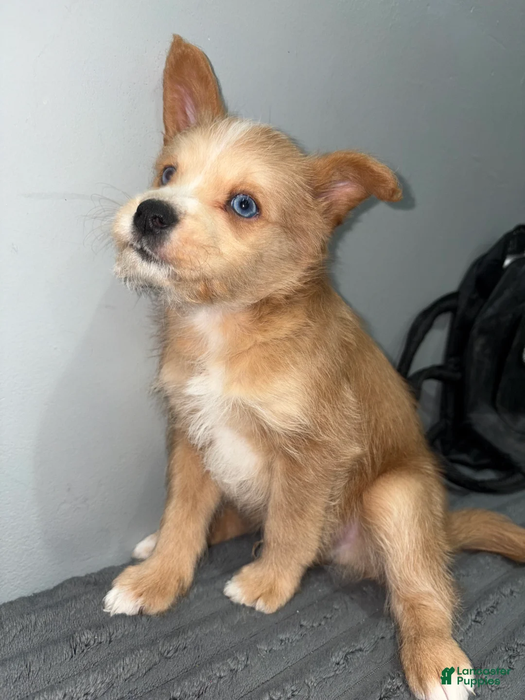 Huskipoo dogs for sale: Huskipoo Puppy 1 - Ad 2