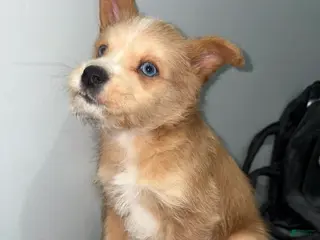 Huskipoo dogs Huskipoo Puppy 1 - Ad 2