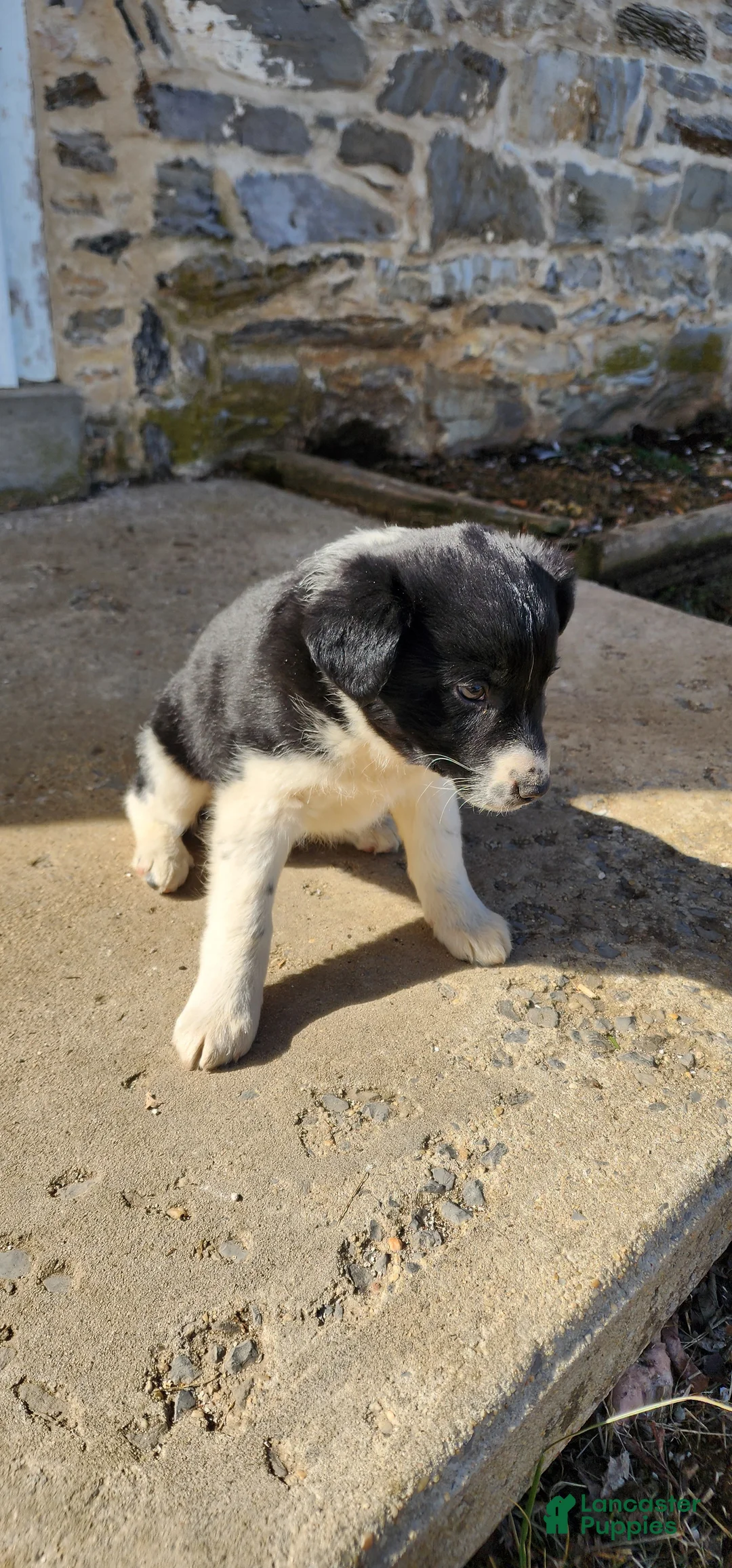 Mixed Breed dogs for sale: Mixed Breed Puppy 2 - Ad 4