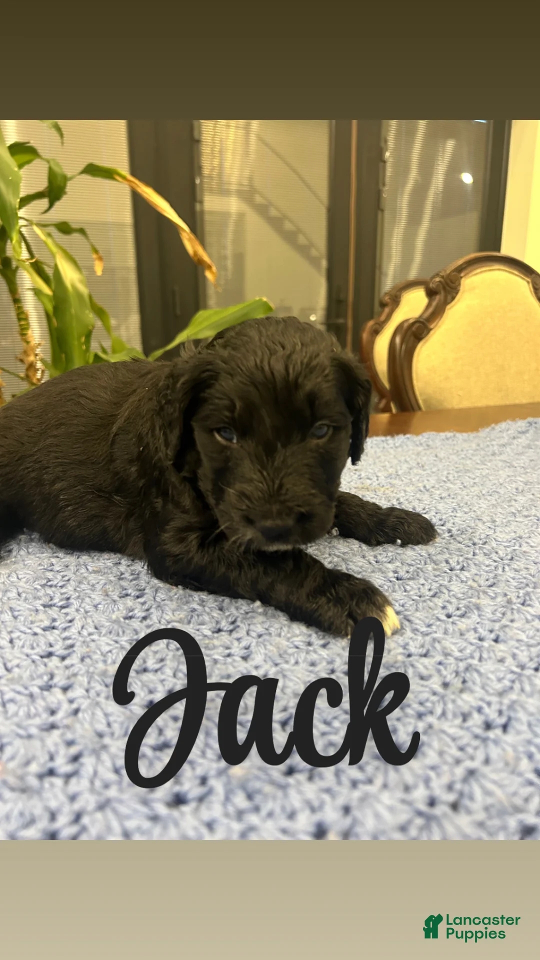 Goldendoodle dogs for sale: Jack - Ad 1