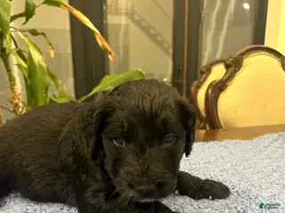 Goldendoodle dogs for sale: Jack - Ad 4