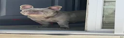 French Bulldog dogs for sale: Red_M_2026 - Ad 7