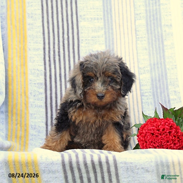 Miniature Poodle dogs Sandra - Ad 2