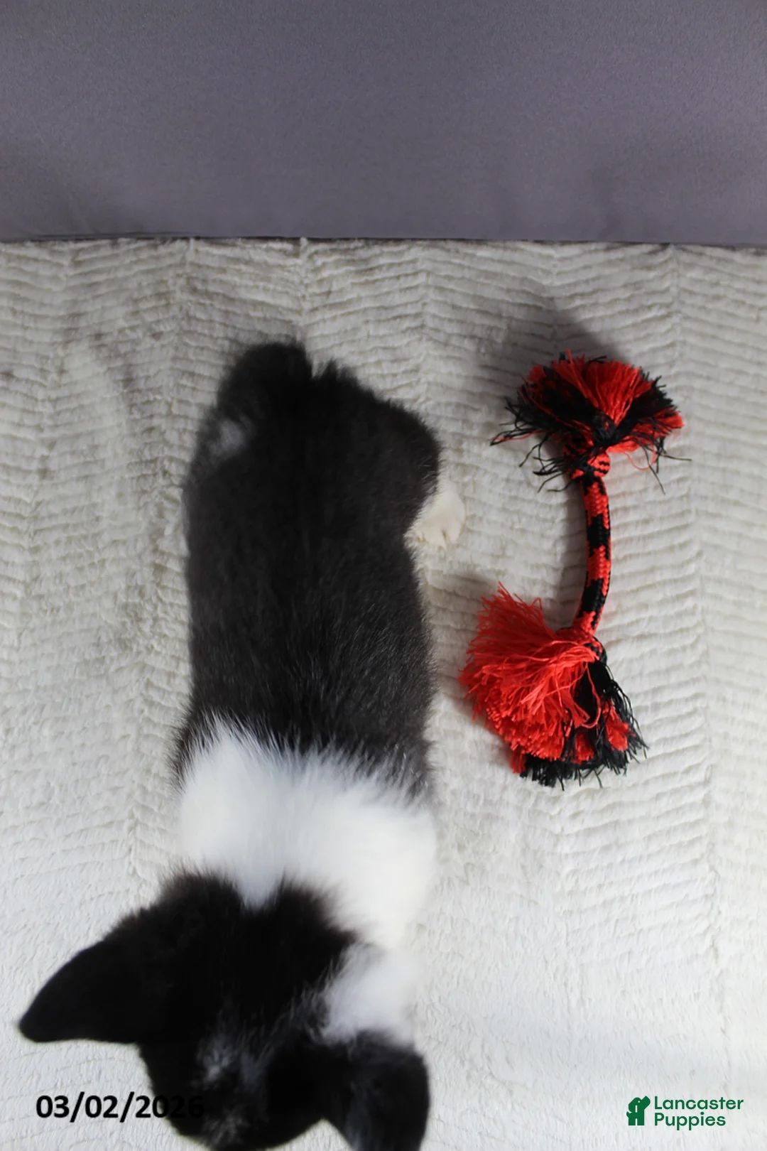 Welsh Corgi Pembroke dogs for sale: Theo - Ad 2