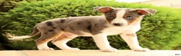Miniature Australian Shepherd dogs for sale: Bingo - Ad 5