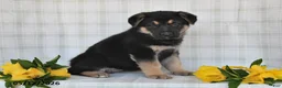 German Shepherd dogs for sale:  Nakita - Ad 3