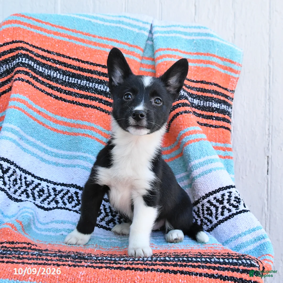 Mixed Breed dogs for sale: Daffodil - Ad 1