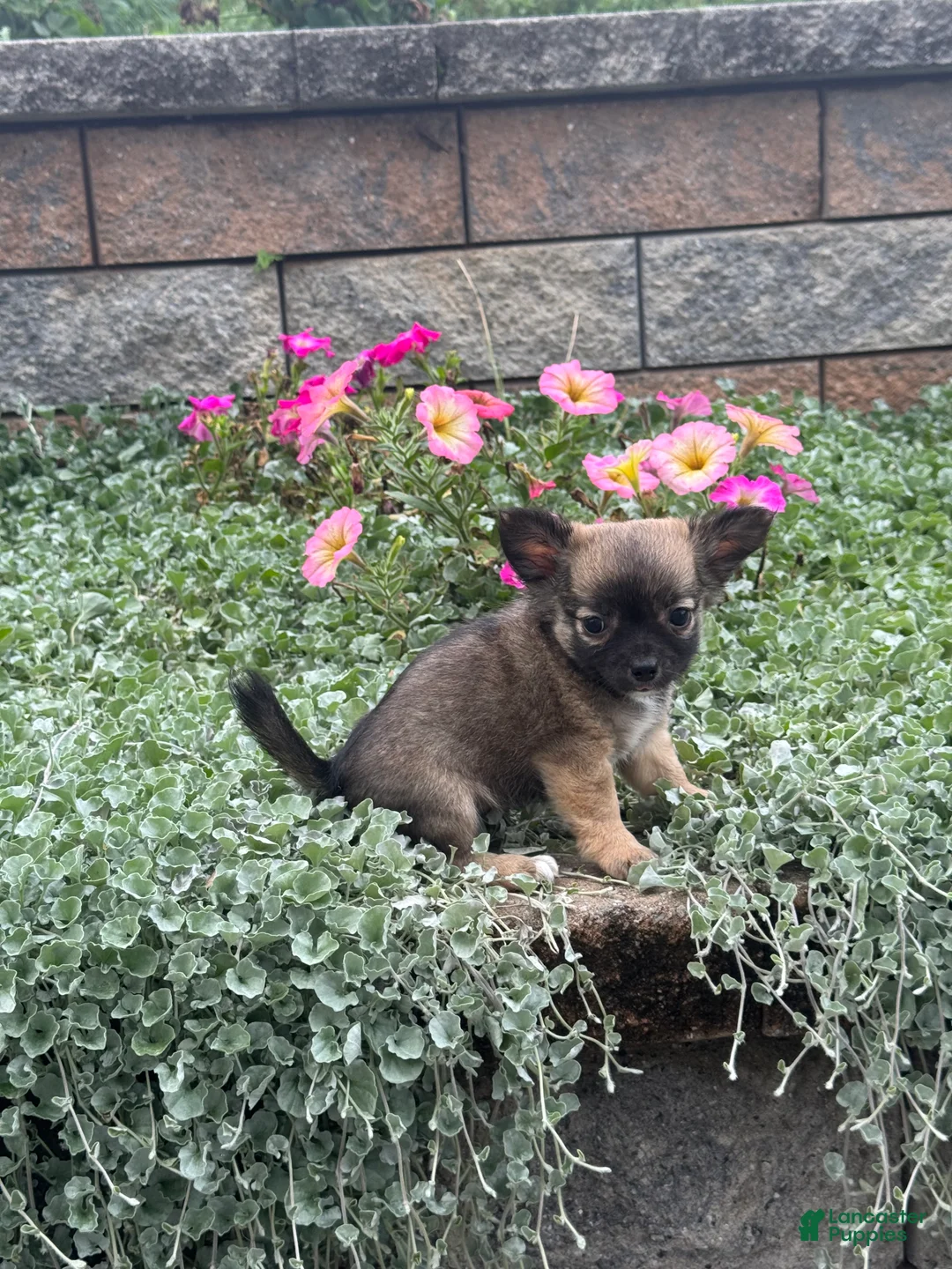 Chihuahua dogs for sale: Fluffy - Ad 1