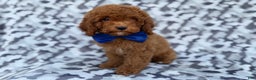 Cockapoo dogs for sale: Stocking - Ad 3
