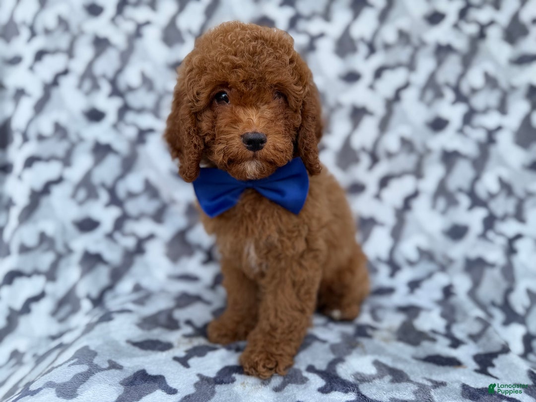 Cockapoo dogs for sale: Stocking - Ad 3