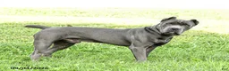 Cane Corso dogs for sale: Layla  - Ad 12