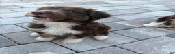 Aussiedoodle dogs for sale: Aussiedoodle 5 - Ad 3