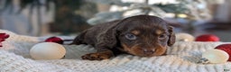 Miniature Dachshund dogs for sale: Ivy - Ad 5