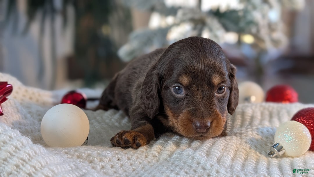 Miniature Dachshund dogs for sale: Ivy - Ad 5