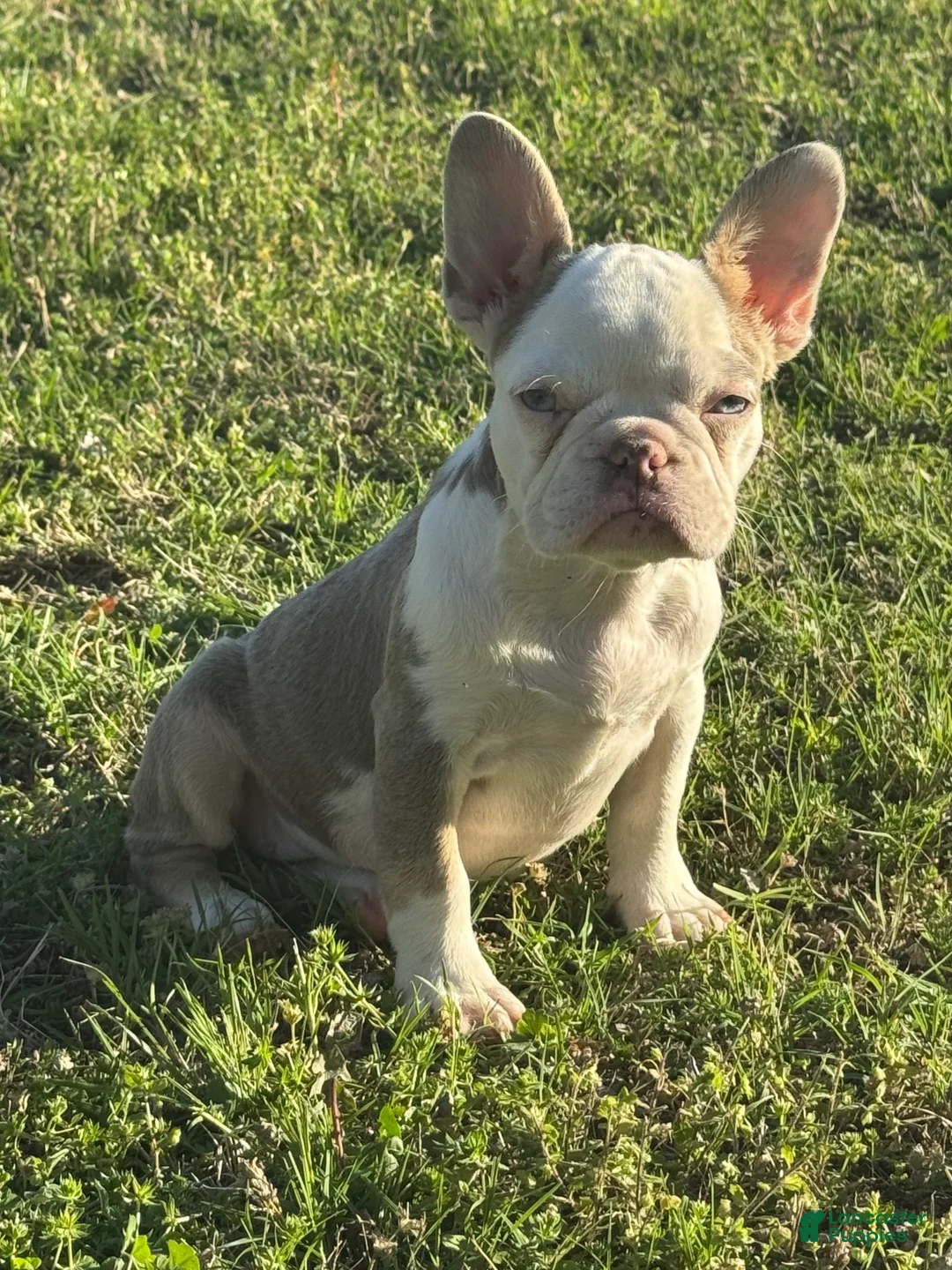French Bulldog dogs for sale: French Bulldog Puppy 4 - Ad 1
