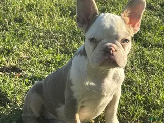 French Bulldog dogs French Bulldog Puppy 4 - Ad 14