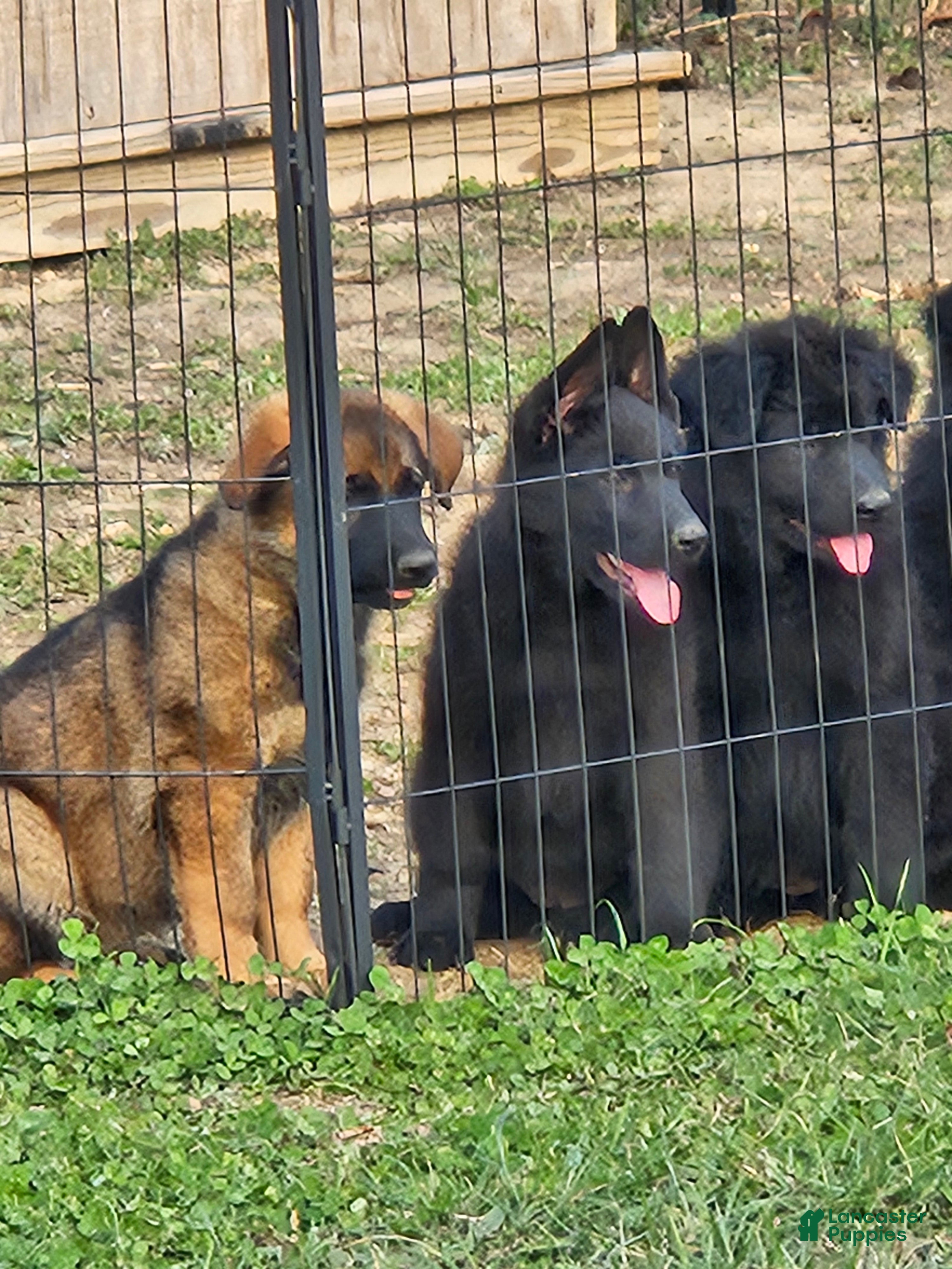 German Shepherd dogs German Shepherd Puppy 5 - Ad 1