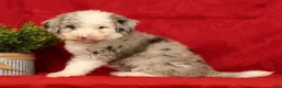 Mini Sheepadoodle dogs for sale: Bella - Ad 3
