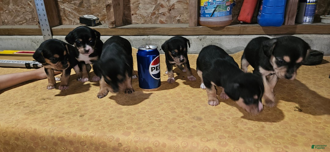 Mixed Breed dogs for sale: Bella  - Ad 14