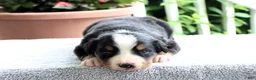 Bernese Mountain Dog dogs for sale: Katie - Ad 3