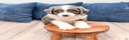 Mini Bernedoodle dogs for sale: Tyler - Ad 4