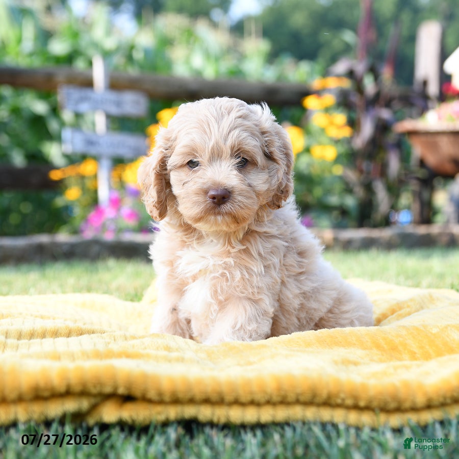 Cockapoo dogs Leon - Ad 2