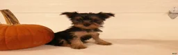 Yorkshire Terrier dogs for sale: Abby  - Ad 8