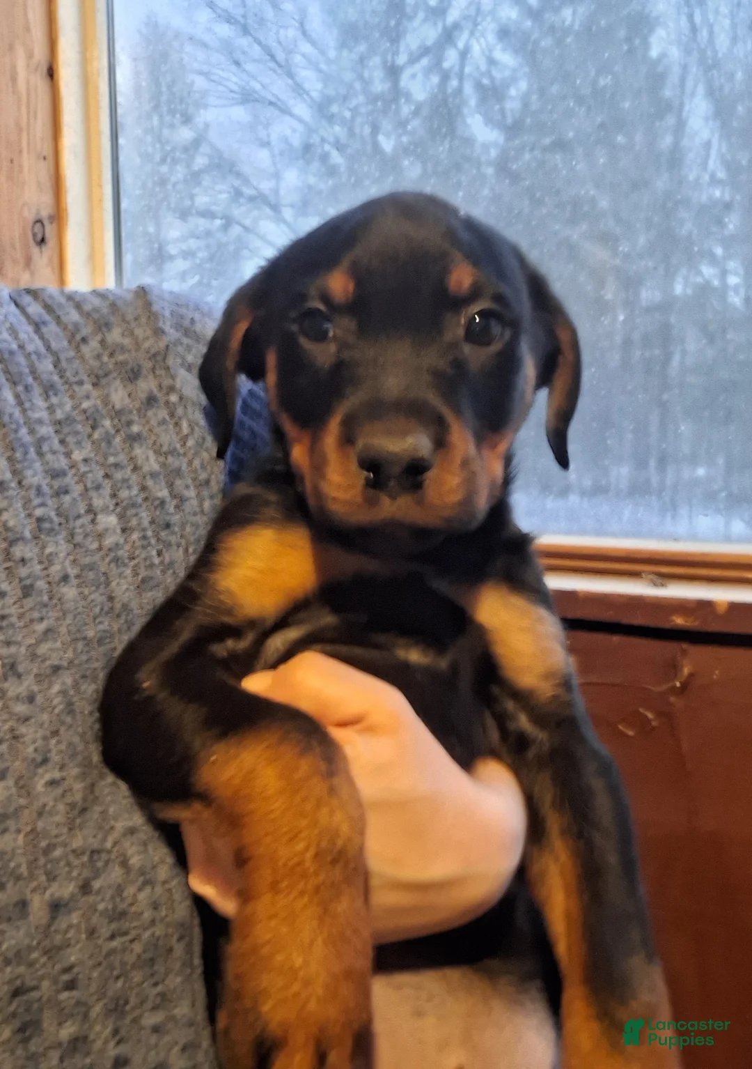 Rottweiler dogs for sale: Rottweiler Puppy 1 - Ad 1