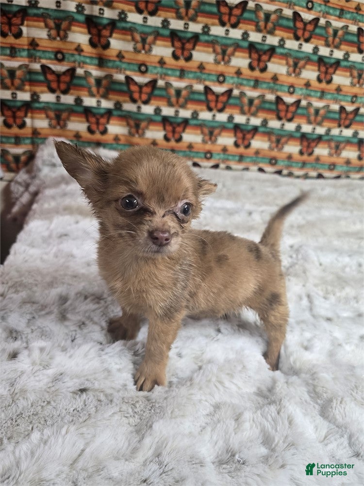 Chihuahua dogs Chihuahua 1 - Ad 1