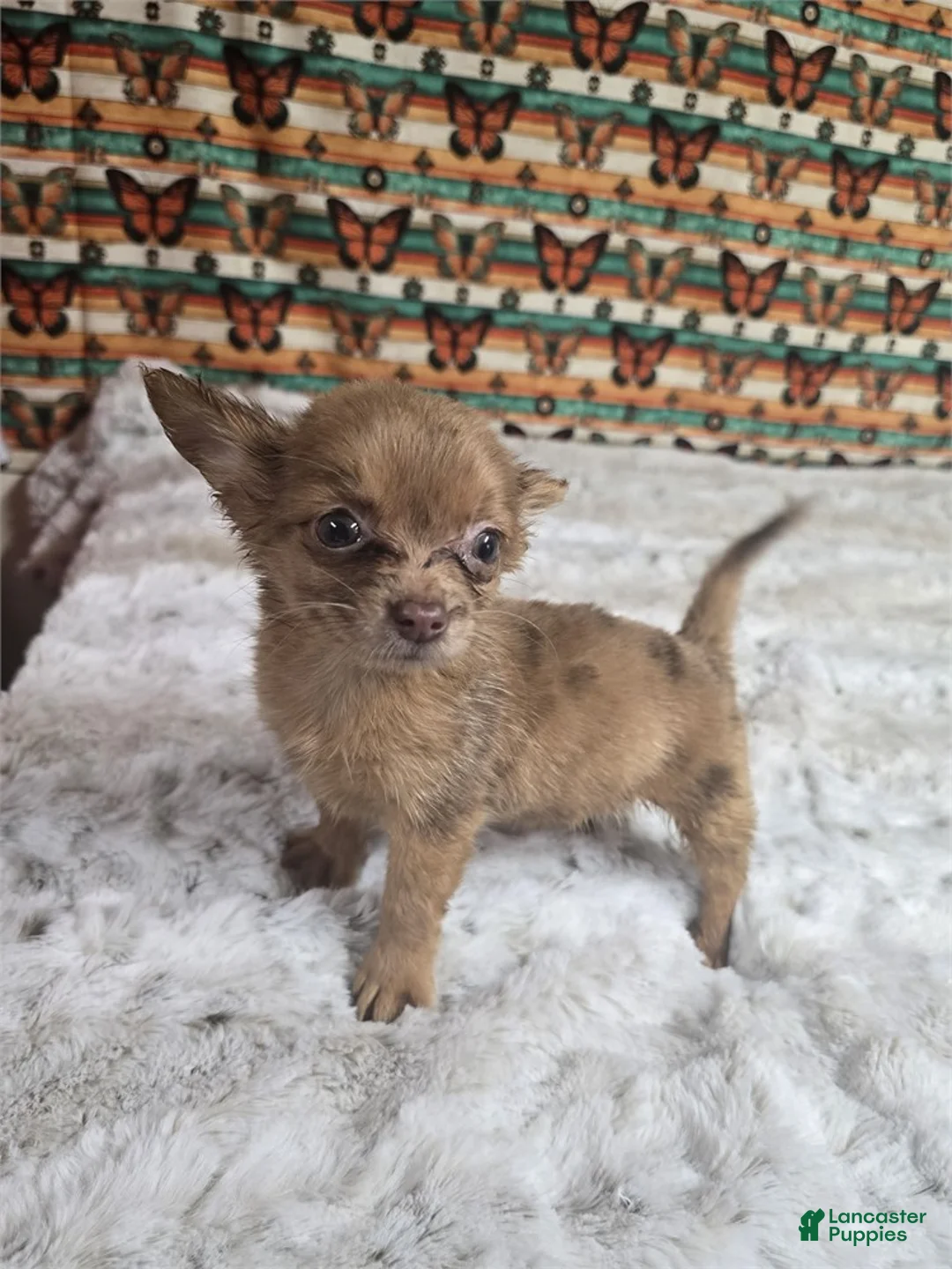 Chihuahua dogs for sale: Chihuahua 1 - Ad 1