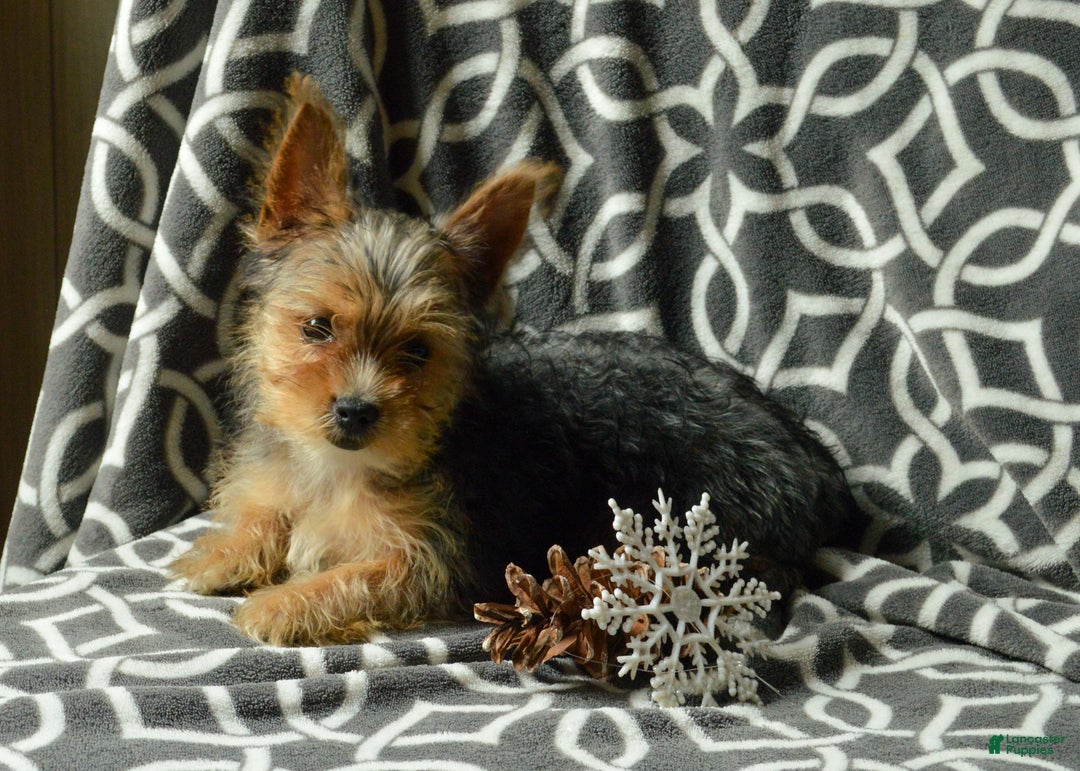 Yorkshire Terrier dogs for sale: Ariel - Ad 1