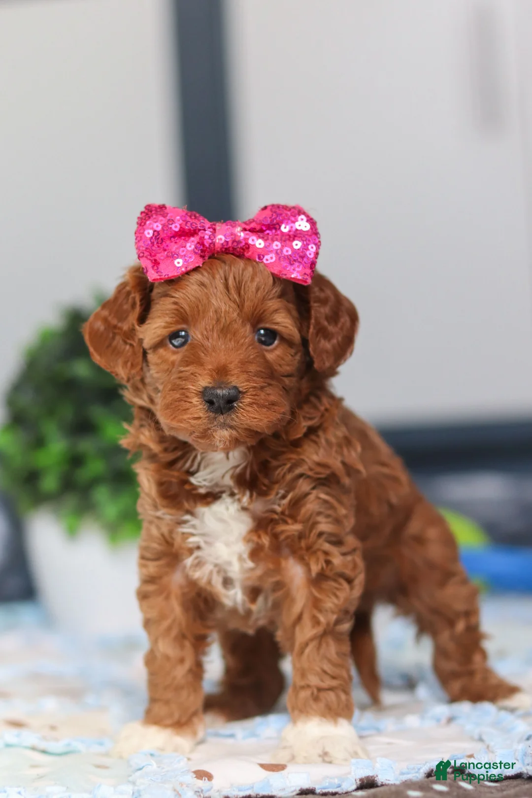 Mini Goldendoodle dogs for sale: Nikki - Ad 5