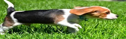 Beagle dogs for sale: Biscuit - Ad 3