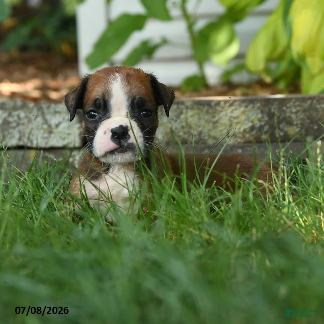 Boxer dogs for sale: Maximus - Ad 3