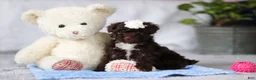 Toy Poodle dogs for sale: Avery - Ad 3