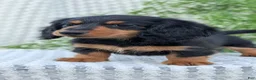Miniature Dachshund dogs for sale: Riley - Ad 70