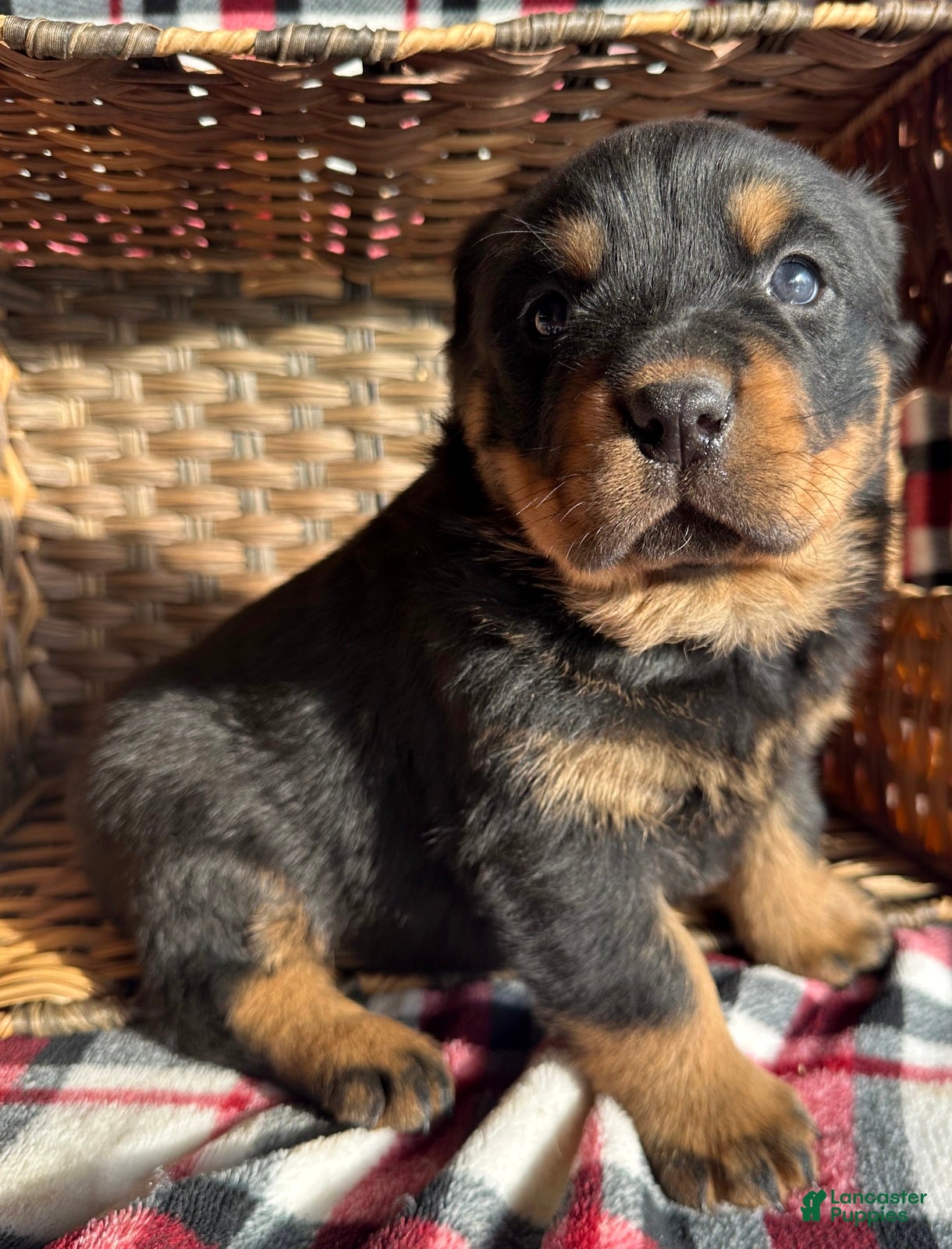 Rottweiler dogs Rottweiler Puppy 1 Rocky - Ad 1